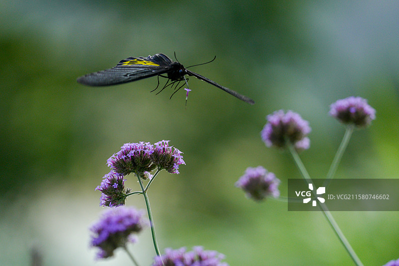 二级保护动物金裳凤蝶图片素材