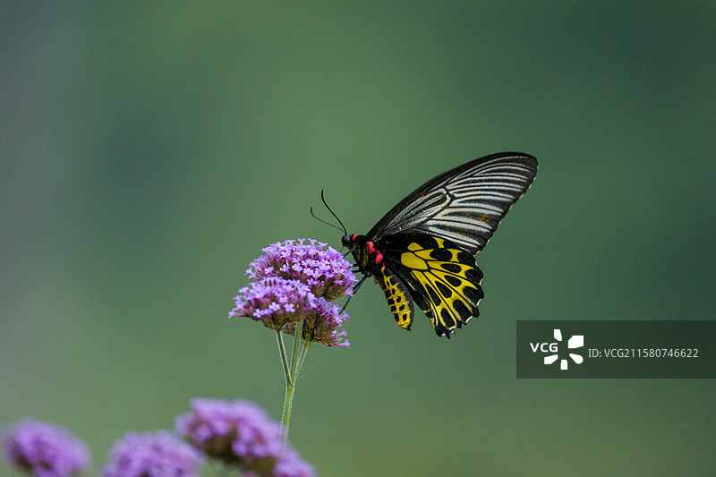 二级保护动物金裳凤蝶图片素材