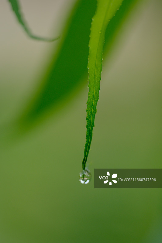 夏天下雨天绿色柳树柳条柳叶。雨滴雨水。高清风景背景图图片素材