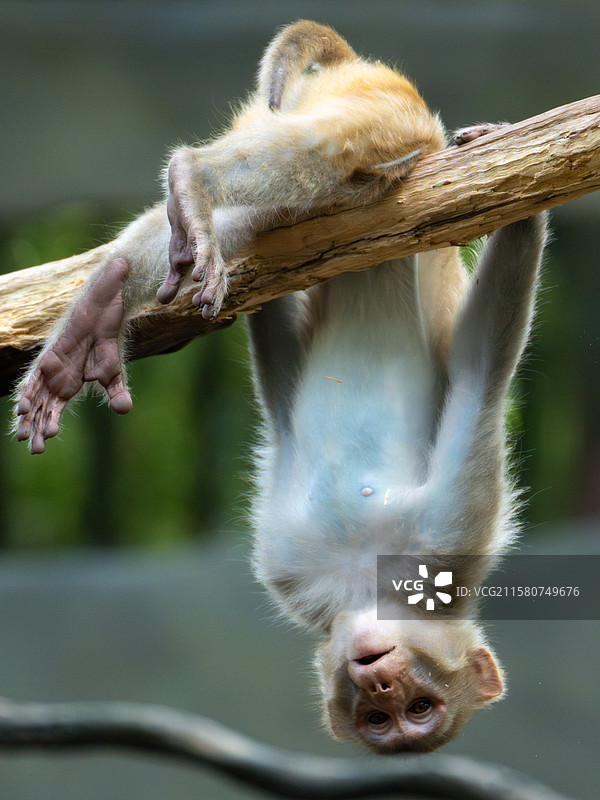 广州动物园的猴山，一只猴子倒挂在树枝上，四肢抓握，身体悬空，姿态活泼有趣 。图片素材