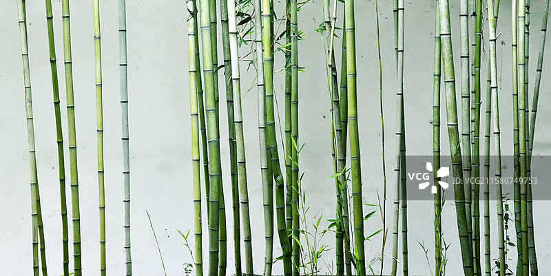 竹林图片素材