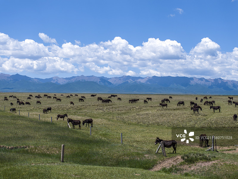 祁连山下 草原 毛驴图片素材