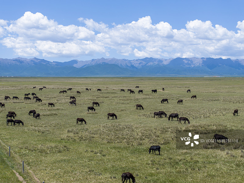 祁连山下 草原 毛驴图片素材