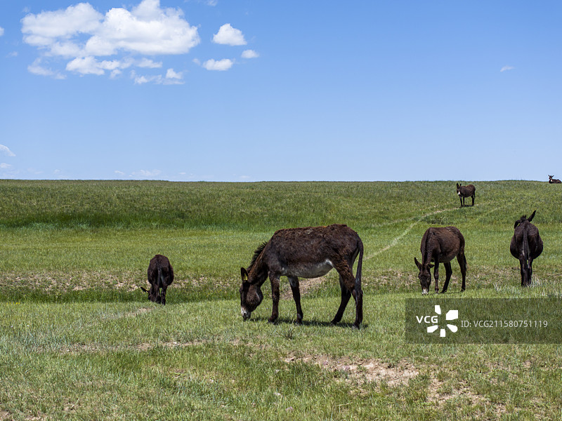 祁连山下 草原 毛驴图片素材