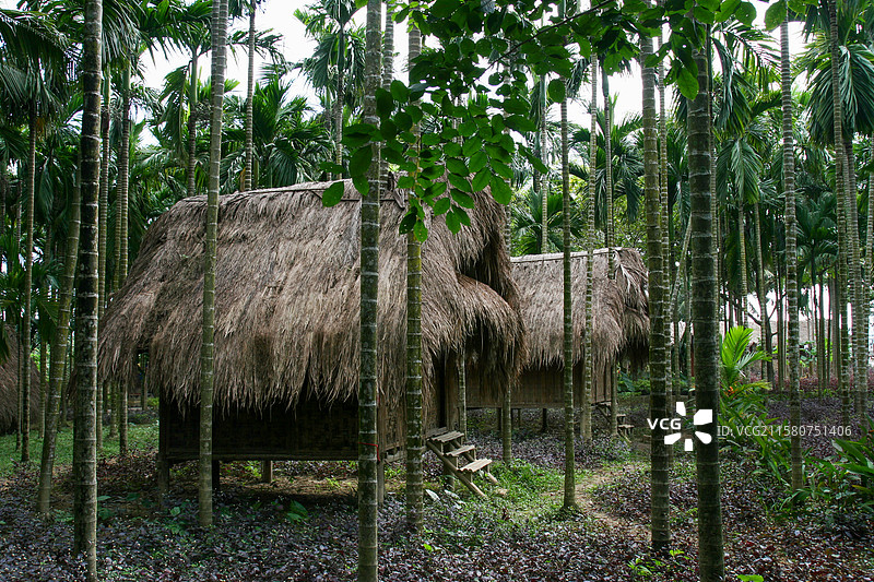 椰林草庐：热带秘境中的原乡诗意图片素材
