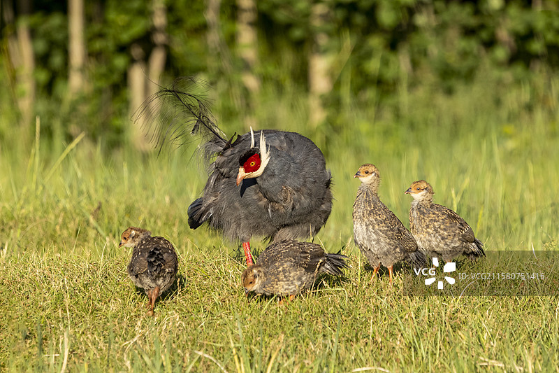 蓝马鸡育雏图片素材
