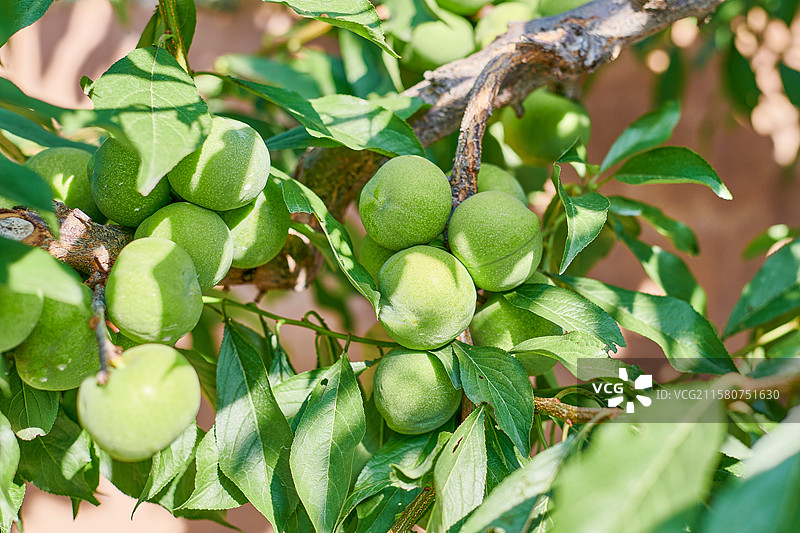 夏天成熟的李子图片素材