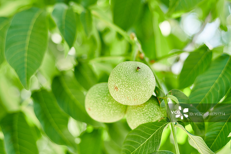 夏天成熟的核桃图片素材