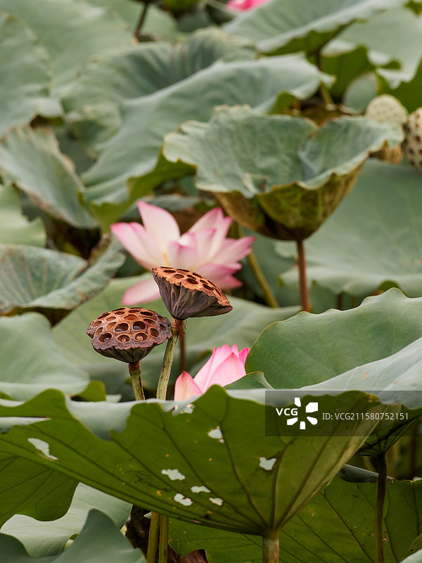 荷塘里的荷花和莲蓬图片素材
