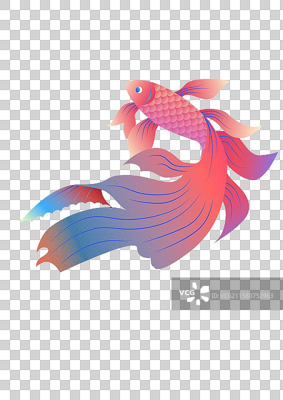 矢量孔雀鱼/金鱼图片素材