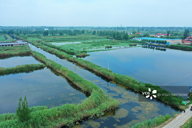 出水芙蓉娇艳香，鱼游翠鸟叶下藏  荷塘芦苇接天碧，蓝天绿水夏日凉  雁鹭低飞野鸭荡，蛙坐睡莲高声唱图片素材