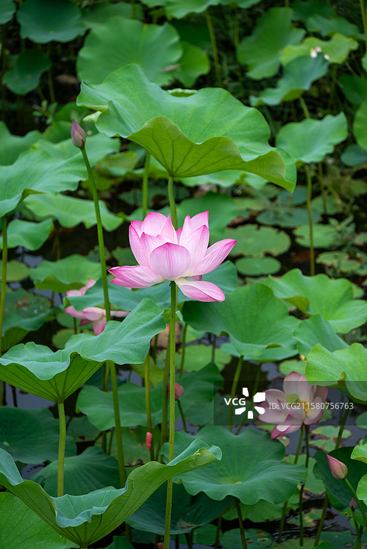 四川宜宾李庄古镇夏天盛开的荷花图片素材