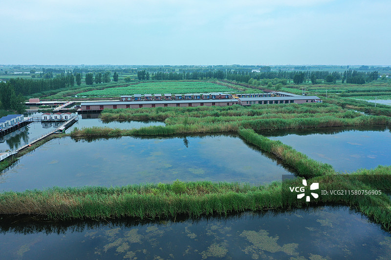 出水芙蓉娇艳香，鱼游翠鸟叶下藏  荷塘芦苇接天碧，蓝天绿水夏日凉  雁鹭低飞野鸭荡，蛙坐睡莲高声唱图片素材