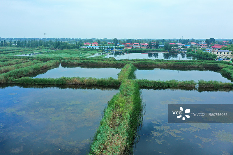 出水芙蓉娇艳香，鱼游翠鸟叶下藏  荷塘芦苇接天碧，蓝天绿水夏日凉  雁鹭低飞野鸭荡，蛙坐睡莲高声唱图片素材