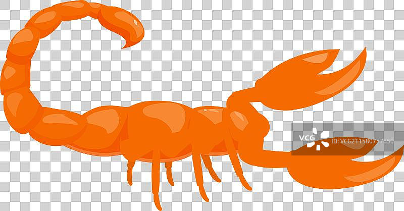 橙色蝎子处于攻击姿势图片素材