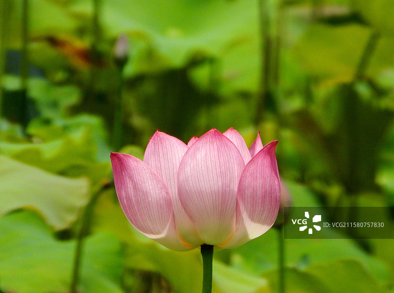 江西省抚州市金溪县夏日荷花莲花白莲竞相绽放，粉红色，白色，与村庄、建筑、水塘相映。图片素材