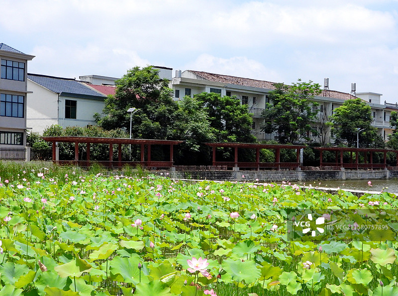 江西省抚州市金溪县夏日荷花莲花白莲竞相绽放，粉红色，白色，与村庄、建筑、水塘相映。图片素材