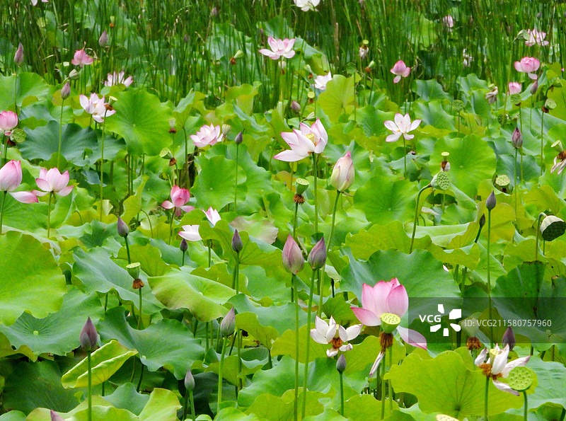 江西省抚州市金溪县夏日荷花莲花白莲竞相绽放，粉红色，白色，与村庄、建筑、水塘相映。图片素材