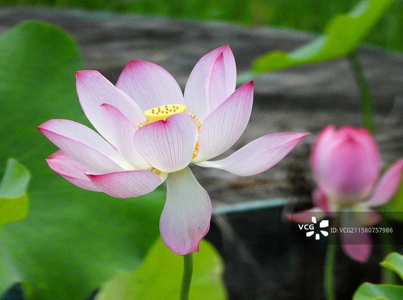 江西省抚州市金溪县夏日荷花莲花白莲竞相绽放，粉红色，白色，与村庄、建筑、水塘相映。图片素材