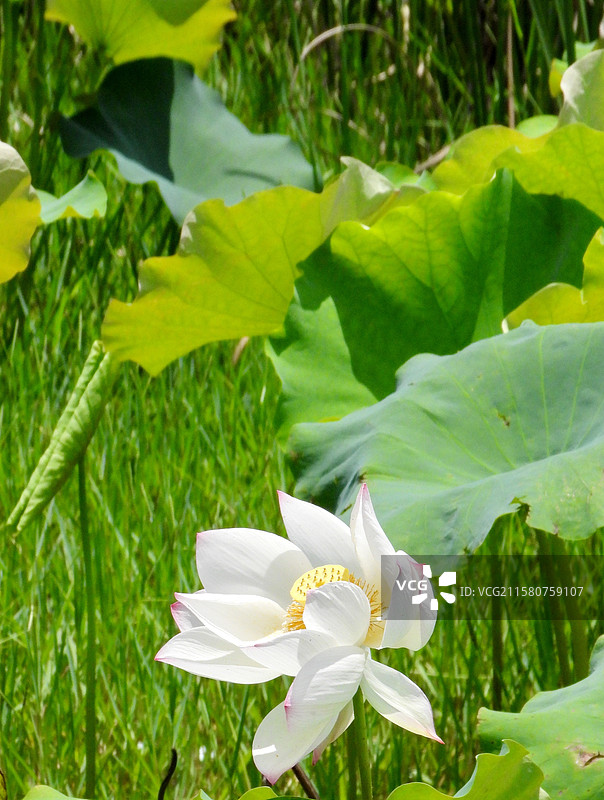 江西省抚州市金溪县夏日荷花莲花白莲竞相绽放，粉红色，白色，与村庄、建筑、水塘相映。（竖屏拍摄）图片素材