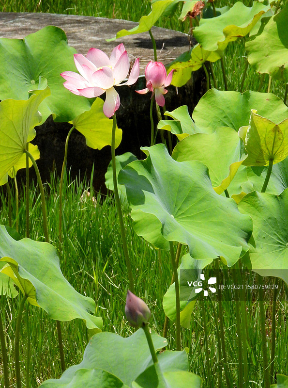 江西省抚州市金溪县夏日荷花莲花白莲竞相绽放，粉红色，白色，与村庄、建筑、水塘相映。（竖屏拍摄）图片素材