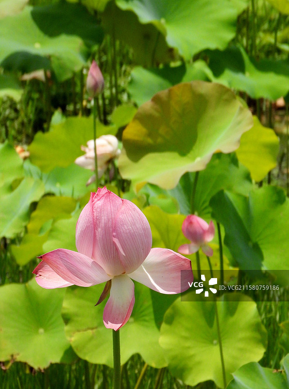 江西省抚州市金溪县夏日荷花莲花白莲竞相绽放，粉红色，白色，与村庄、建筑、水塘相映。（竖屏拍摄）图片素材