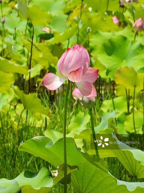 江西省抚州市金溪县夏日荷花莲花白莲竞相绽放，粉红色，白色，与村庄、建筑、水塘相映。（竖屏拍摄）图片素材