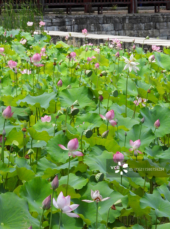 江西省抚州市金溪县夏日荷花莲花白莲竞相绽放，粉红色，白色，与村庄、建筑、水塘相映。（竖屏拍摄）图片素材