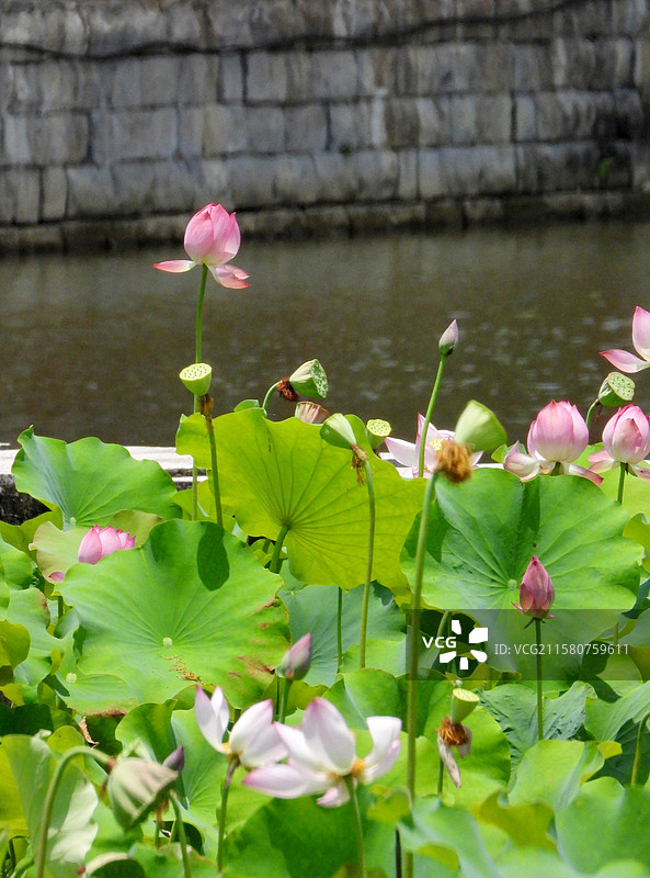 江西省抚州市金溪县夏日荷花莲花白莲竞相绽放，粉红色，白色，与村庄、建筑、水塘相映。（竖屏拍摄）图片素材