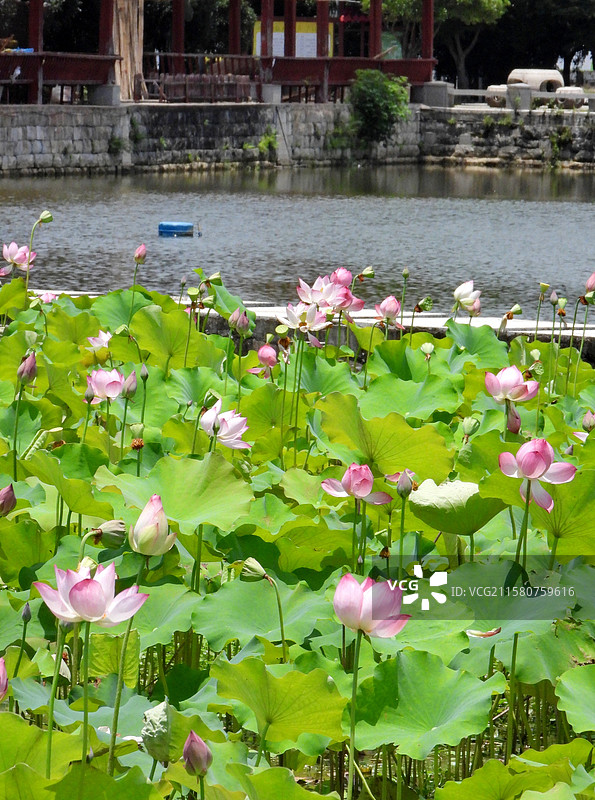 江西省抚州市金溪县夏日荷花莲花白莲竞相绽放，粉红色，白色，与村庄、建筑、水塘相映。（竖屏拍摄）图片素材