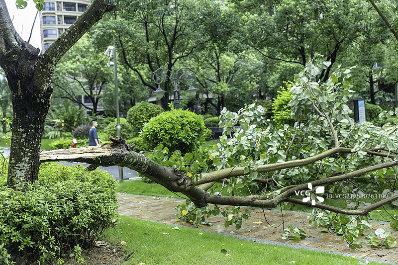 台风过后小区公园内被风吹倒的树木图片素材