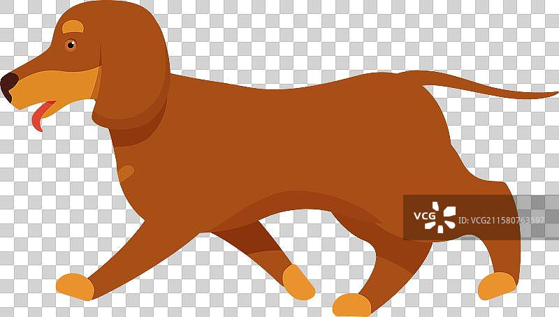 棕色腊肠犬吐着舌头走路图片素材