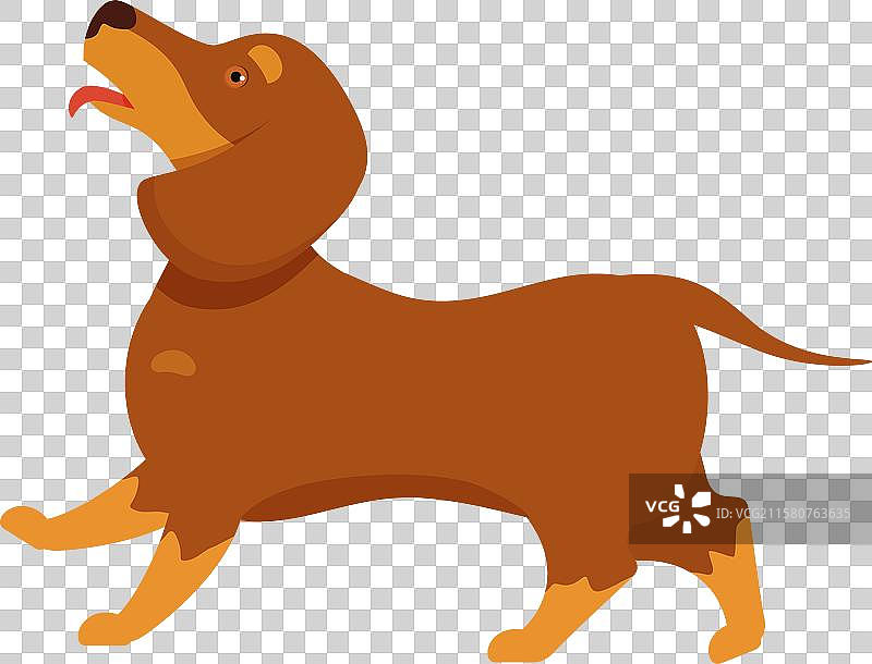 快乐的棕色腊肠犬在走路并喘气图片素材