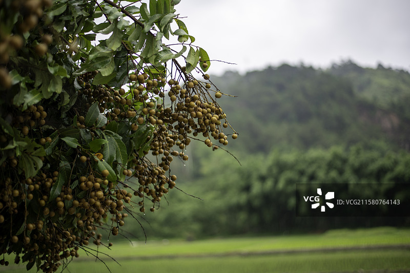 龙眼图片素材