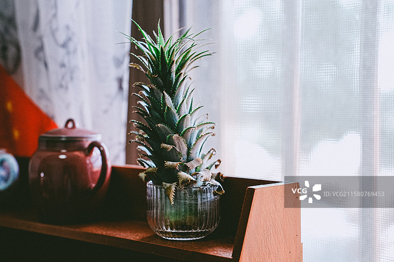 水培菠萝头图片素材