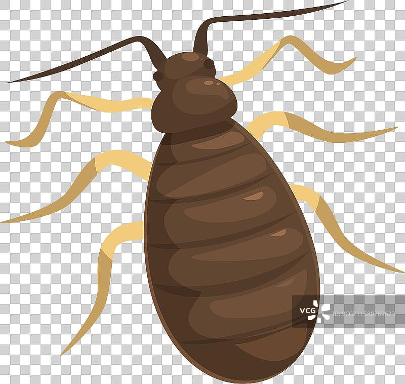 床虱爬行，展示其触角和腿部图片素材