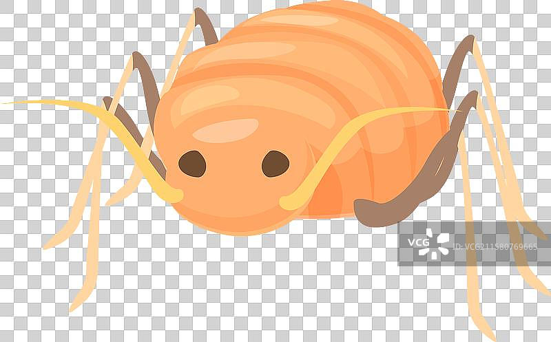 橙色蚜虫站在六条腿上图片素材
