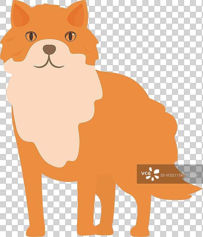 可爱的红狐站在白色背景上图片素材