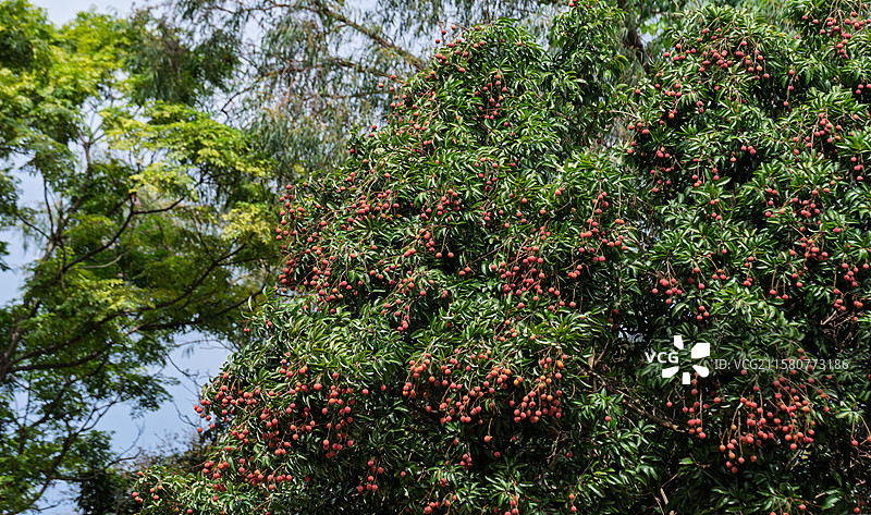 北海荔枝成熟图片素材