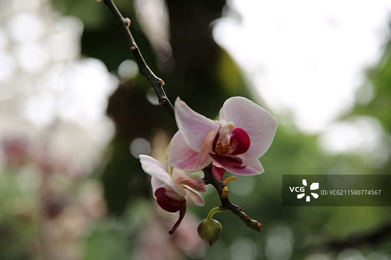 蝴蝶兰因花朵形似蝴蝶而得名，花色丰富，且带有独特的斑点或条纹 。象征着高洁、清雅和幸福。图片素材