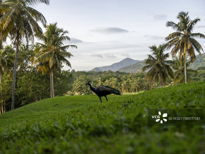 斯里兰卡郊外孔雀图片素材