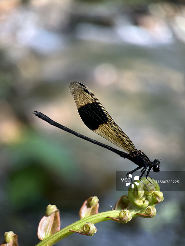 宜居（林间小溪水潺潺，光影婆娑，豆娘逗留在叶尖、美）图片素材