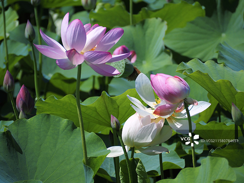 宁夏银川鸣翠湖湿地公园的荷花池图片素材