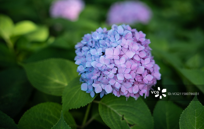 唐山南湖公园的绣球花图片素材