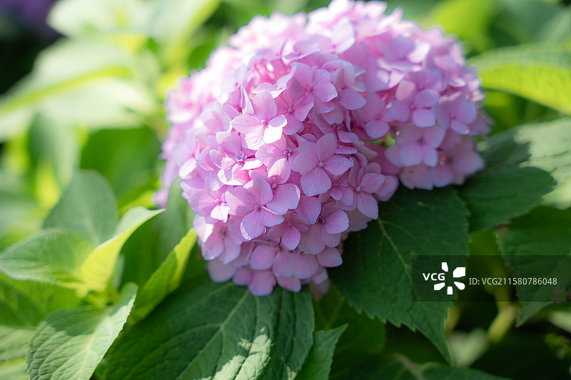 唐山南湖公园的绣球花图片素材