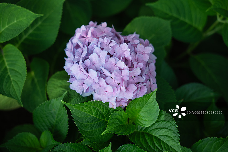 唐山南湖公园的绣球花图片素材