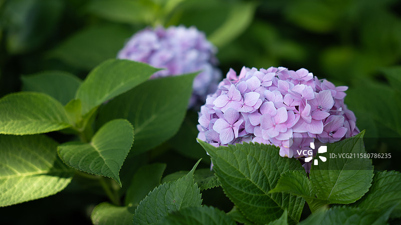 唐山南湖公园的绣球花图片素材