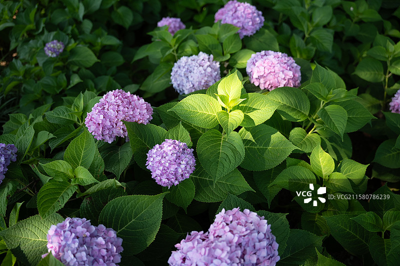 唐山南湖公园的绣球花图片素材