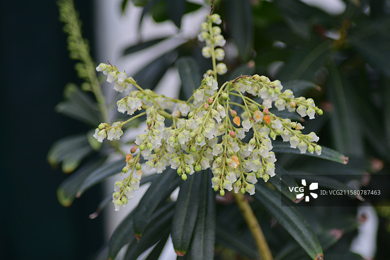 珍稀园林景观植物-Pieris japonica 马醉木图片素材
