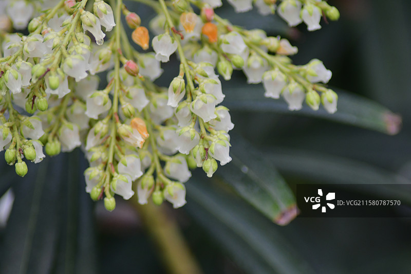 珍稀园林景观植物-Pieris japonica 马醉木图片素材